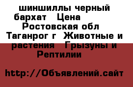 шиншиллы черный бархат › Цена ­ 3 000 - Ростовская обл., Таганрог г. Животные и растения » Грызуны и Рептилии   